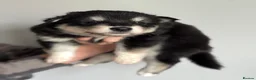 Siberian Husky dogs for sale: Carefully-raised northern breed companions - Advert 19