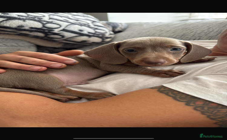 Miniature Dachshund dogs - Advert 9
