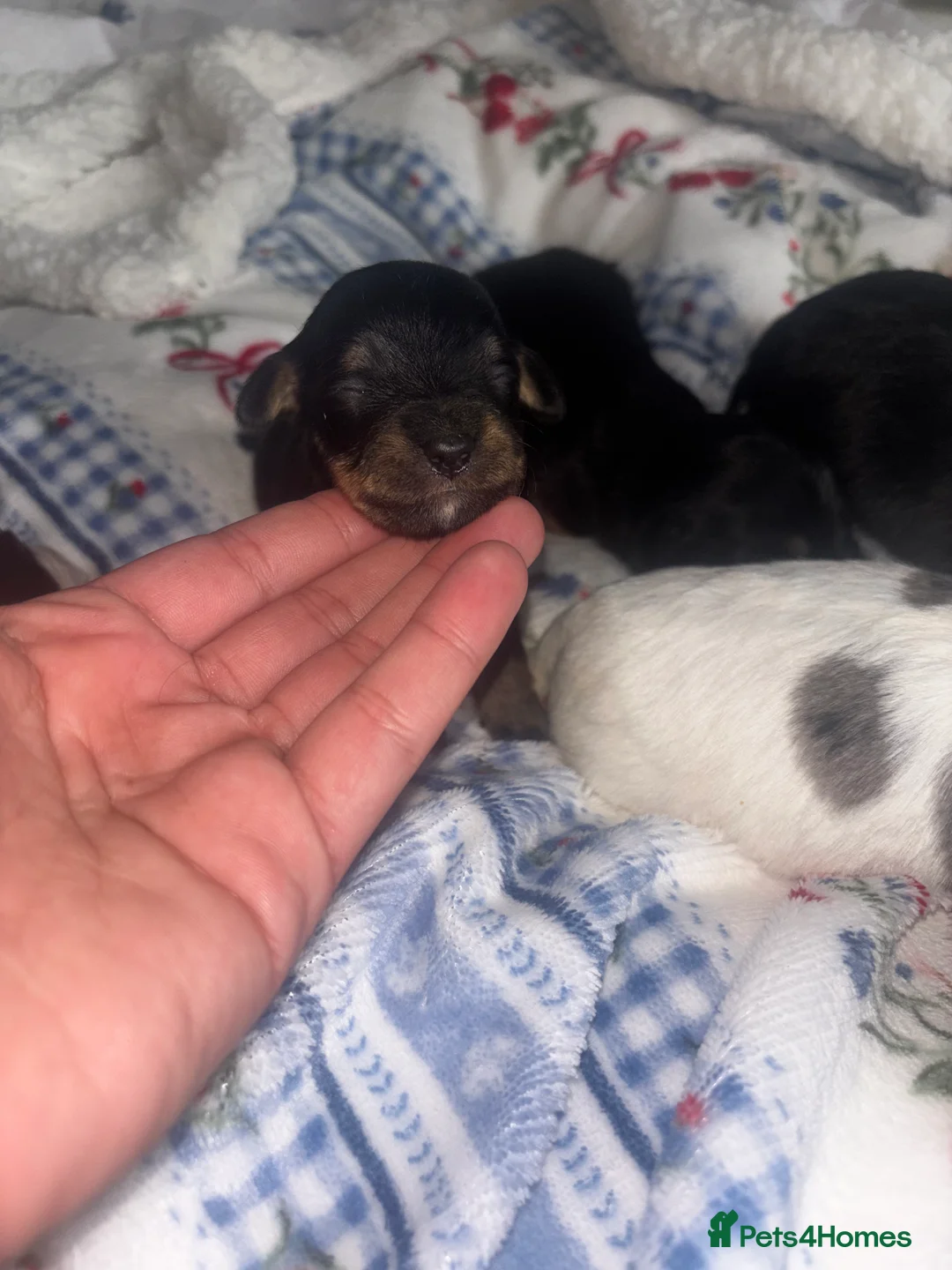 Mixed Breed dogs for sale: Terriers for new homes  - Advert 20