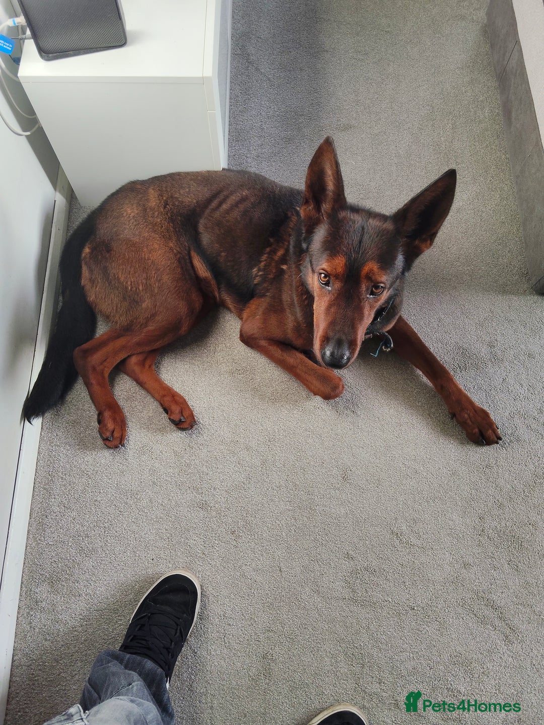 Chinese Red Dog dogs for sale: Looking for a new home. - Advert 10