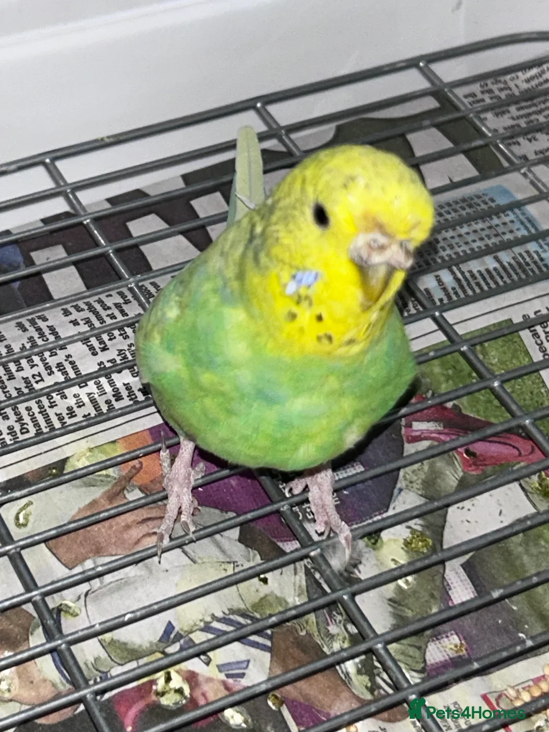 Budgerigars birds for sale: Budgies x 2 with cage - Advert 4