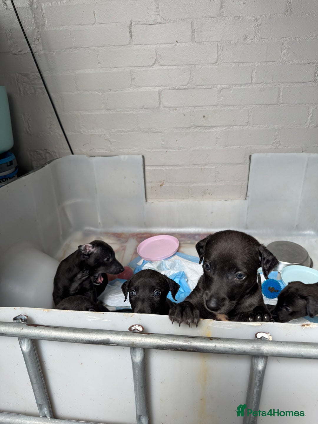 Mixed Breed dogs for sale: Bull cross puppies working parents  in Pontyclun - Image 3
