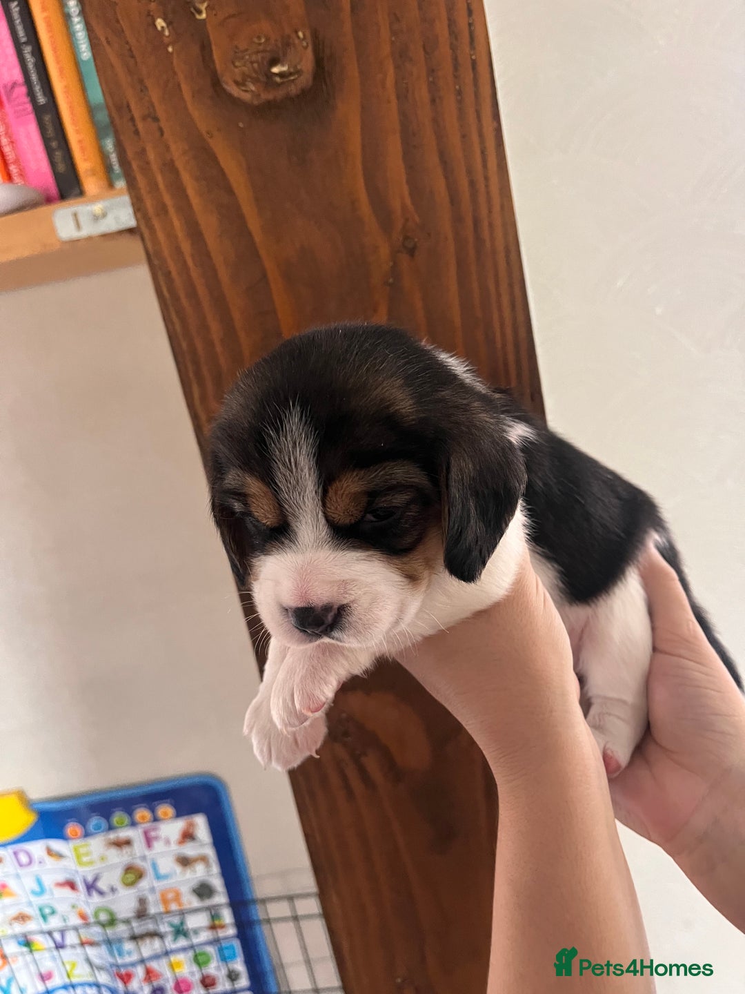 Beagle dogs for sale: Gorgeous beagles KC registered  - Image 9