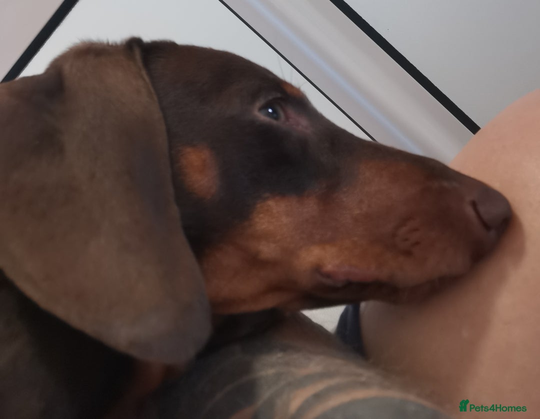 Dachshund dogs for sale: Bertie the Dachshund  - Image 2