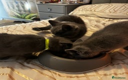 British Shorthair cats for sale: British Shorthair  - Image 10