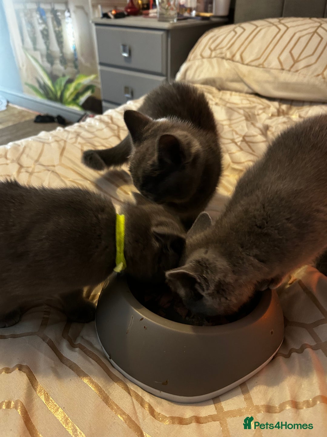 British Shorthair cats for sale: British Shorthair  - Image 10
