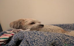 Mixed Breed dogs for adoption: Sweet little Analie - Image 3