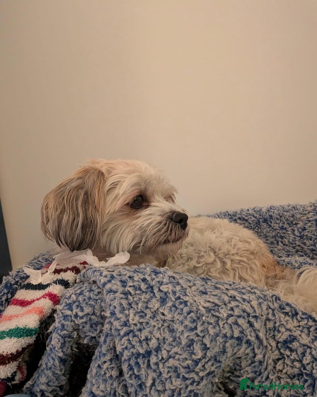 Mixed Breed dogs for adoption: Sweet little Analie - Image 3