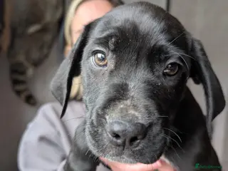Mixed Breed dogs Douge de Bordeaux mix puppies boys - Advert 5