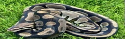 Python Snake reptiles for sale: Royals and Racking System - Advert 1