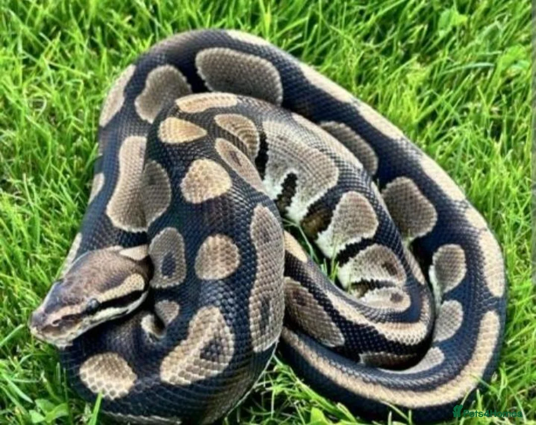 Python Snake reptiles for sale: Royals and Racking System - Advert 1