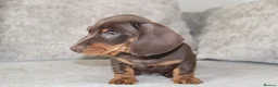 Miniature Dachshund dogs for sale: Miniature dachshund boy - Advert 7