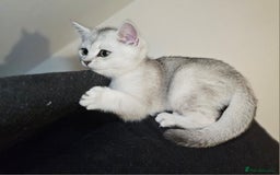British Shorthair cats for sale: British Shorthair Kittens – Golden & Silver Shaded - Image 22