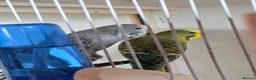 Budgerigars birds for sale: Bonded budgies in Falmouth - Advert 4