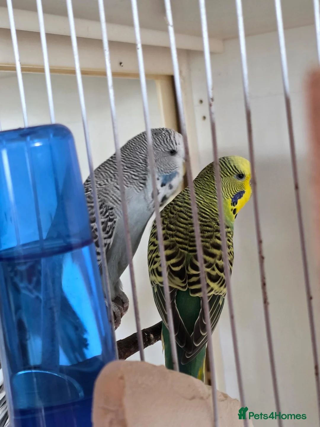 Budgerigars birds for sale: Bonded budgies in Falmouth - Advert 4
