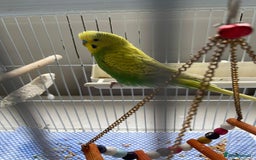 Budgerigars birds for sale: BABY BUDGIES FOR SALE  - Image 6