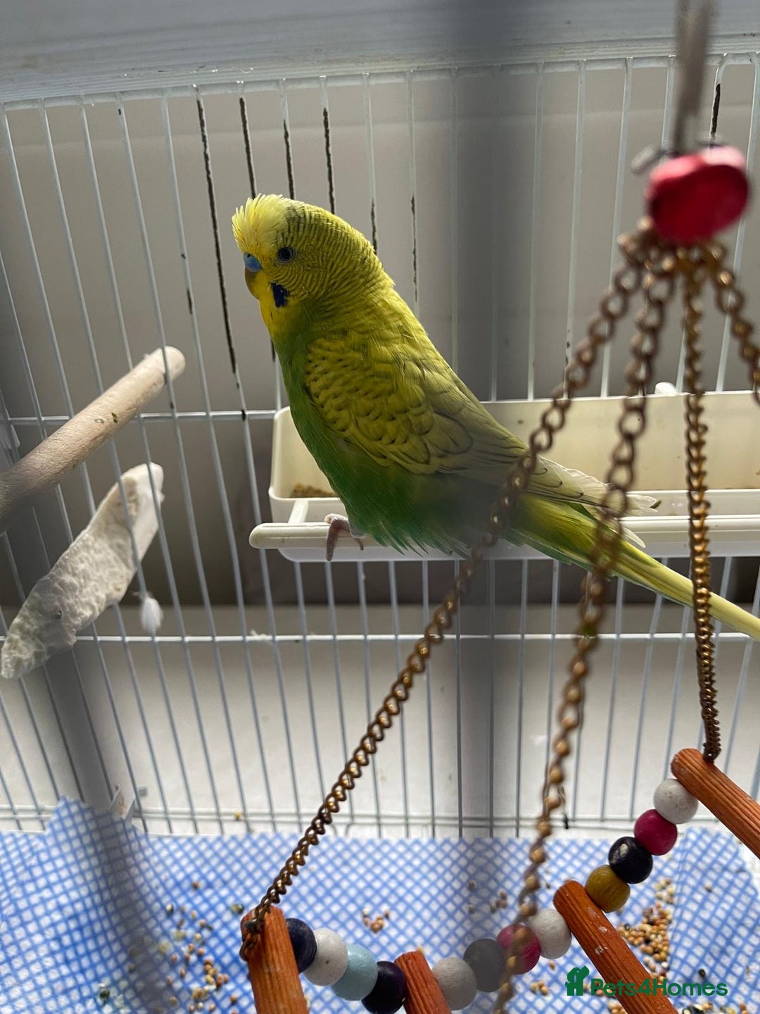 Budgerigars birds for sale: BABY BUDGIES FOR SALE  - Image 6