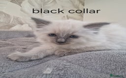 Ragdoll cats for sale: Ready to collect-Blue Point Kittens-Vaccinated - Image 3