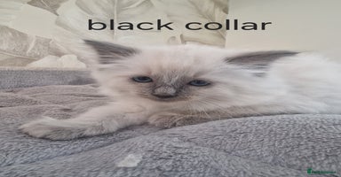 Ragdoll cats - Advert 5