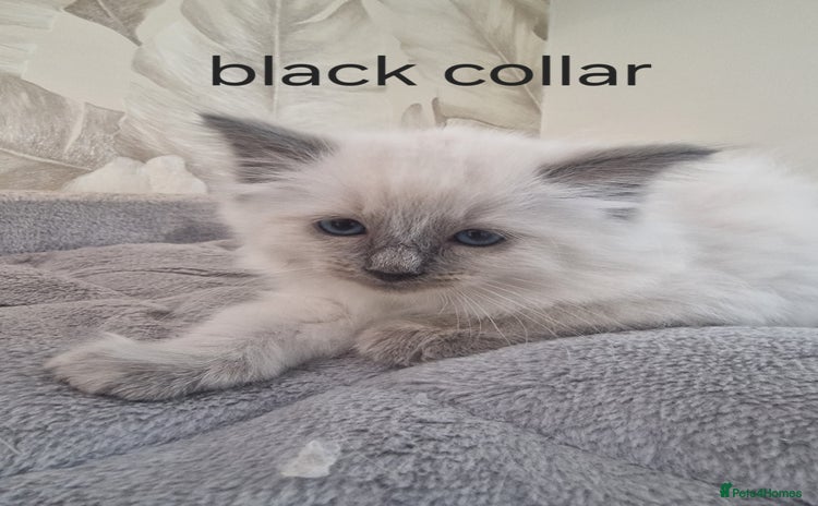 Ragdoll cats - Advert 5