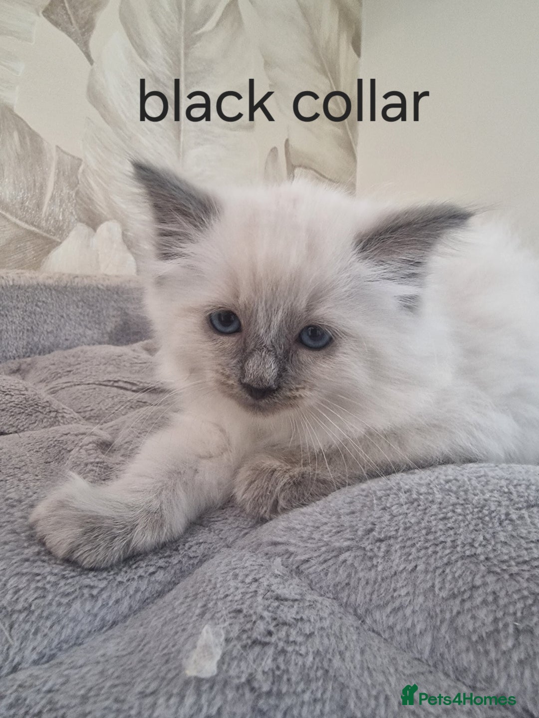 Ragdoll cats for sale: Ready to collect-Blue Point Kittens-Vaccinated - Image 3
