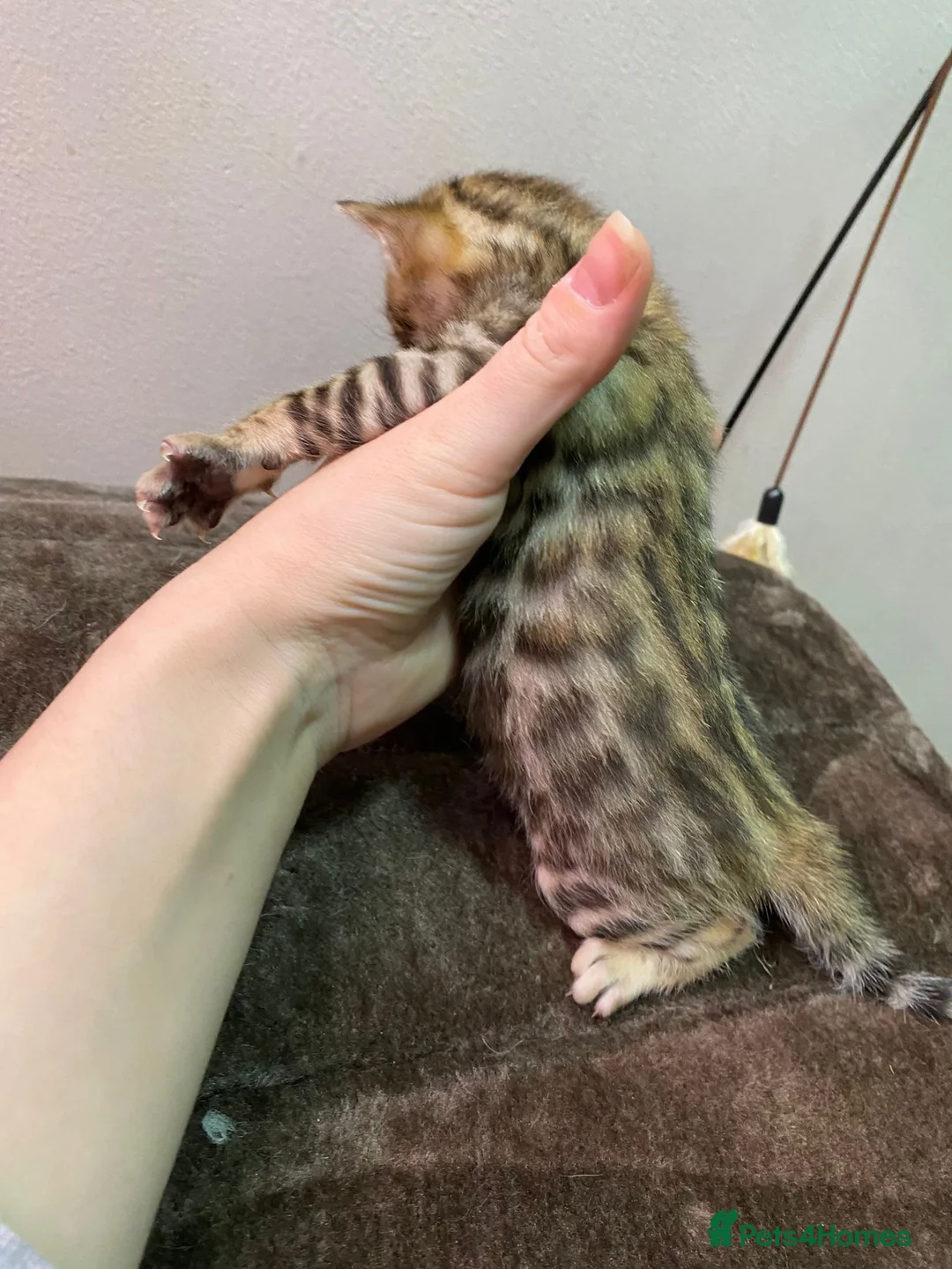 Bengal cats for stud: Stunning Male Bengal Stud 🌟TICA REGISTERED🌟 in Wolverhampton - Advert 21