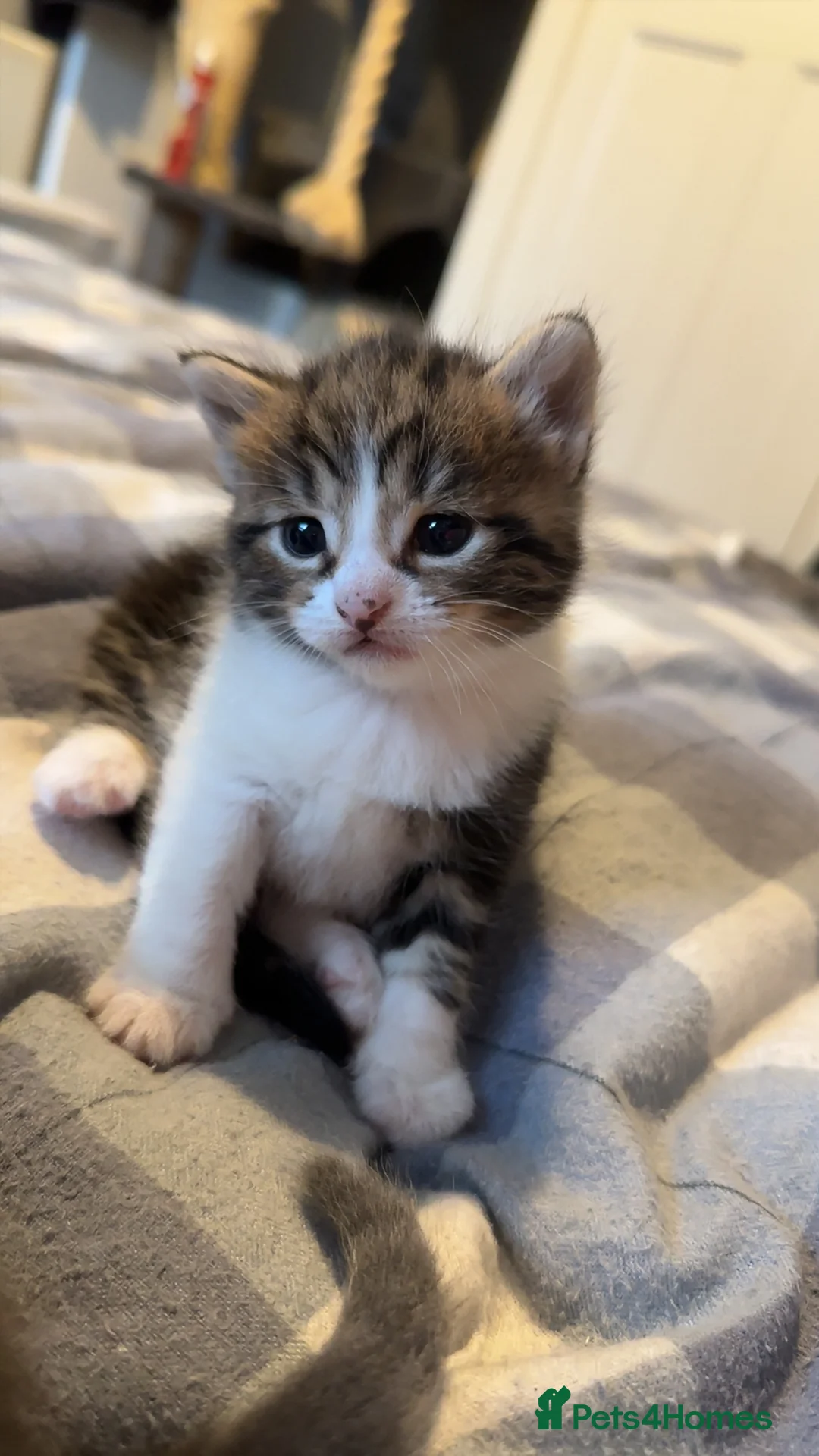 Mixed Breed cats for sale: BEAUTIFUL KITTEN.Maine coon/crossed  - Advert 9