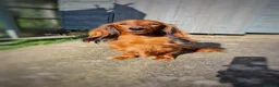 Miniature Dachshund dogs for sale: Pra clear-Beautiful miniature LG Dachshund pupps - Advert 9