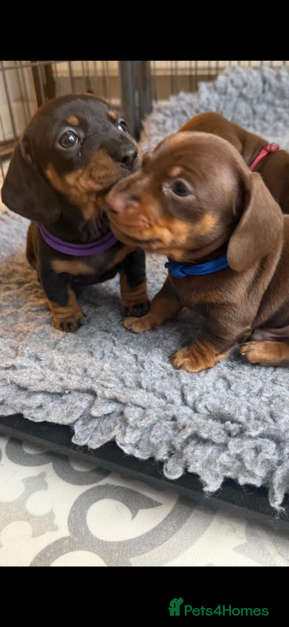 Miniature Dachshund dogs Beautiful Black & Tan KC Miniature Dachshund Girl - Advert 2