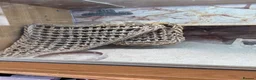 Bearded Dragon reptiles for sale: Red leatherback bearded dragon 🧡 in Petersfield - Advert 7