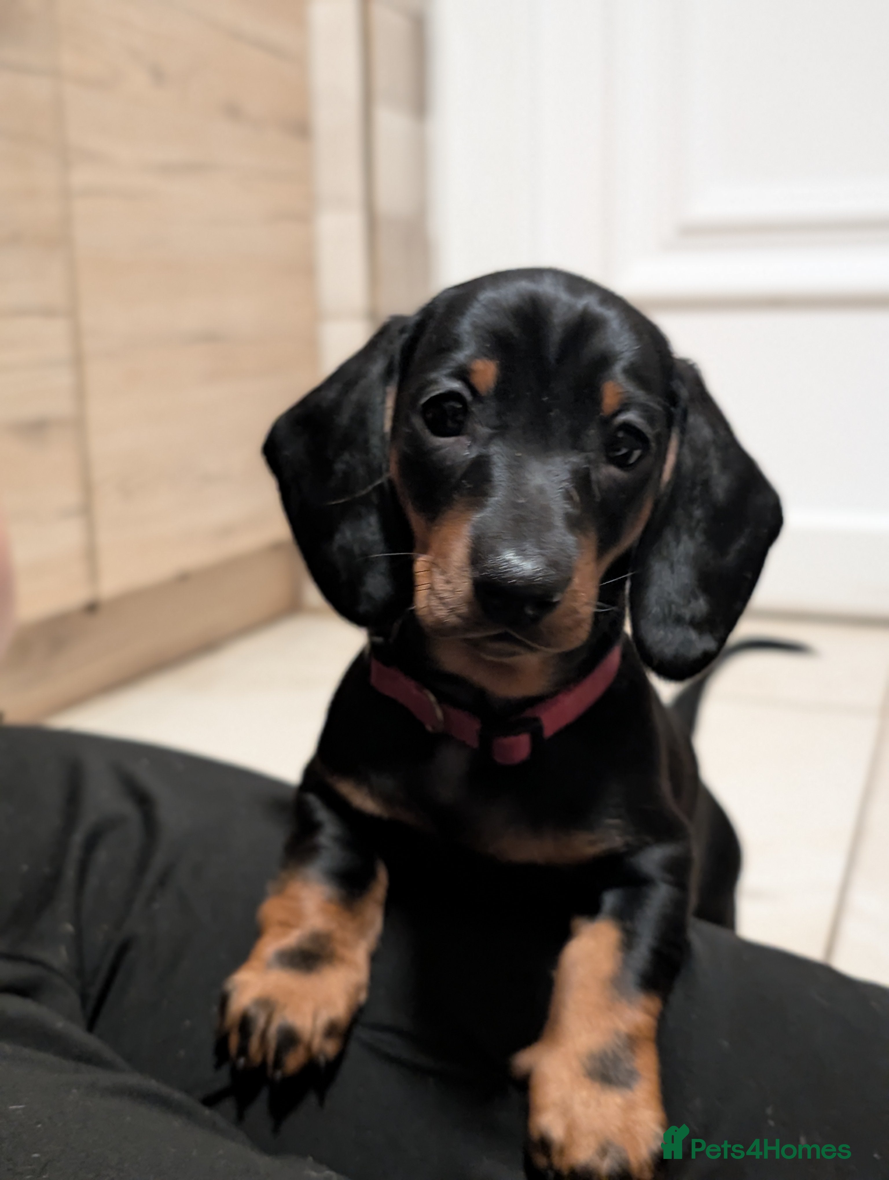 Dachshund dogs Quality Dachshund Standard Smooth Hair  - Advert 5