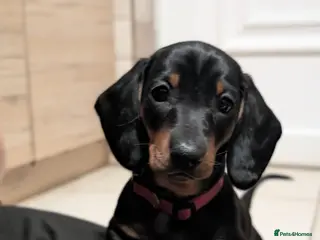 Dachshund dogs Quality Dachshund Standard Smooth Hair - Advert 5