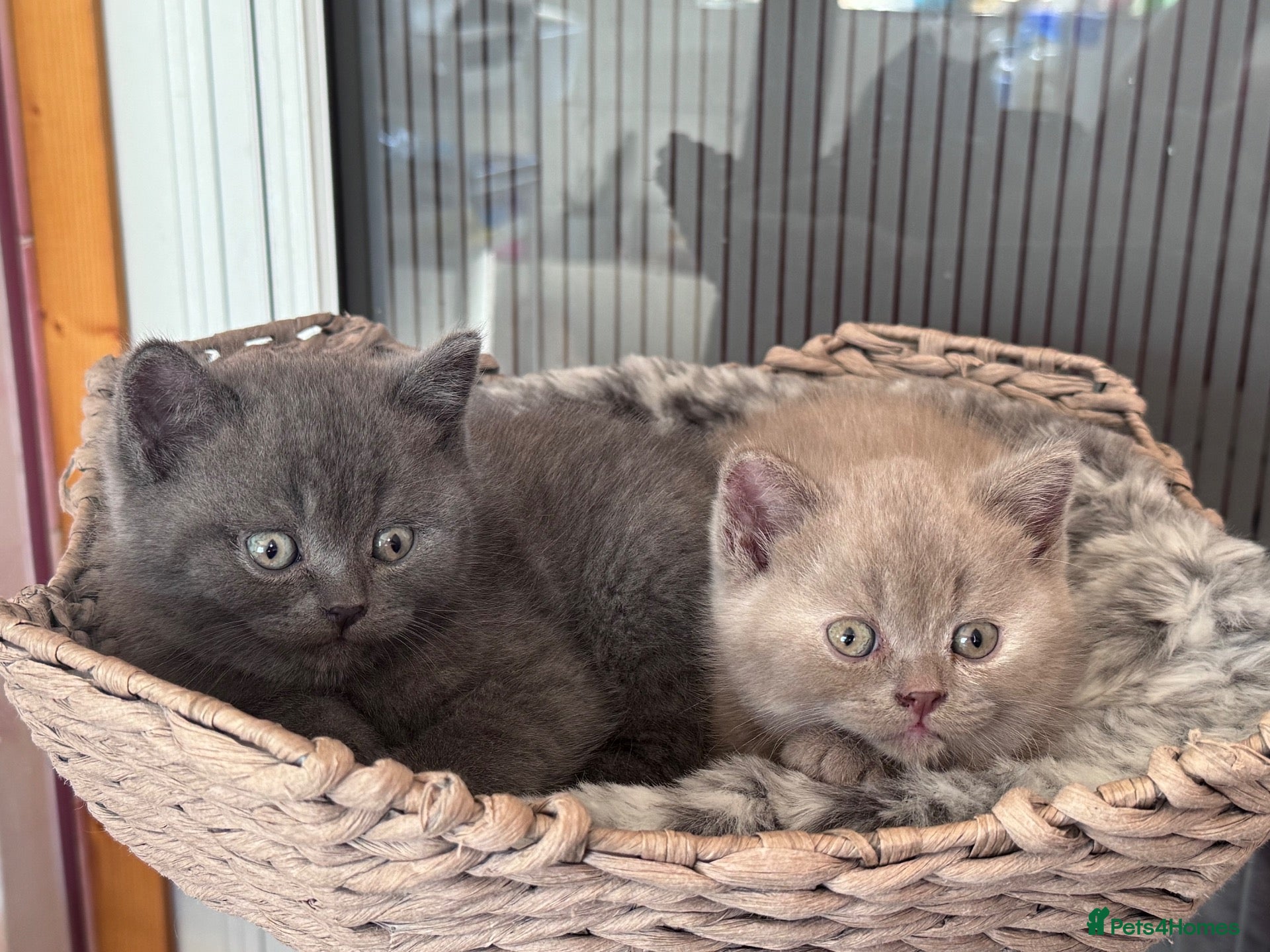 British Shorthair cats Cream and blue British shorthair kittens  - Advert 18