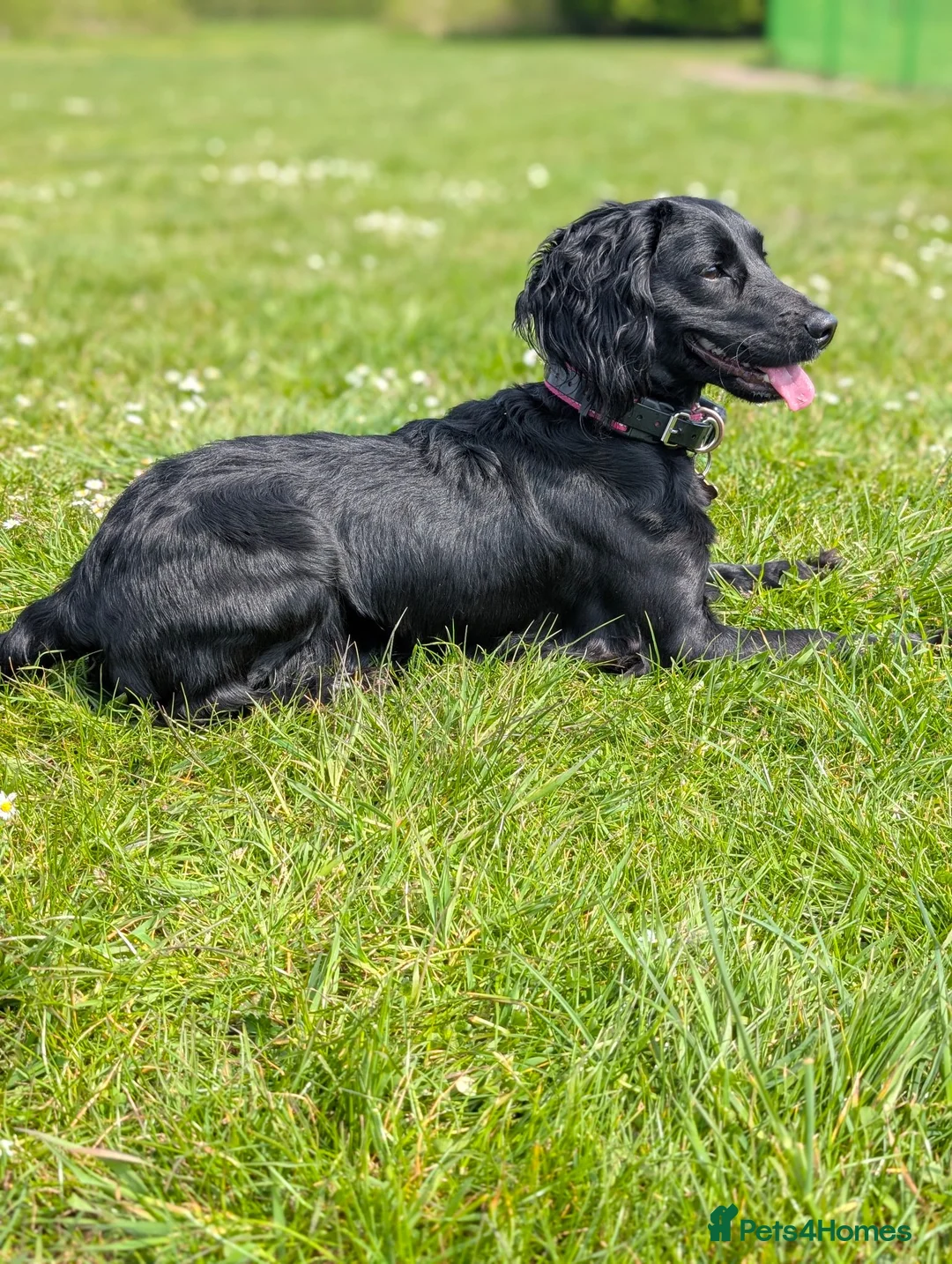 Mixed Breed dogs for sale: Loving girl looking for her new forever home  - Advert 2