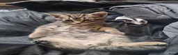 Mixed Breed cats for sale: Mixed tabby short haired - Advert 5