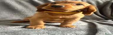 Molly yellow collar