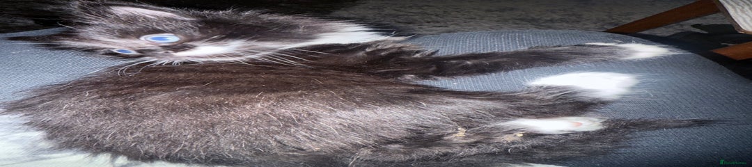 British Longhair Kitten 5