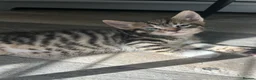 Mixed Breed cats for sale: 3 Adorable Kittens - Advert 5