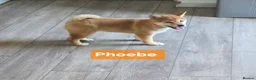 Japanese Shiba Inu dogs for sale: 3 stunning Shiba Inu puppies  - Advert 20