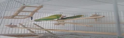 Budgerigars birds for sale: 2 budgies  - Advert 9
