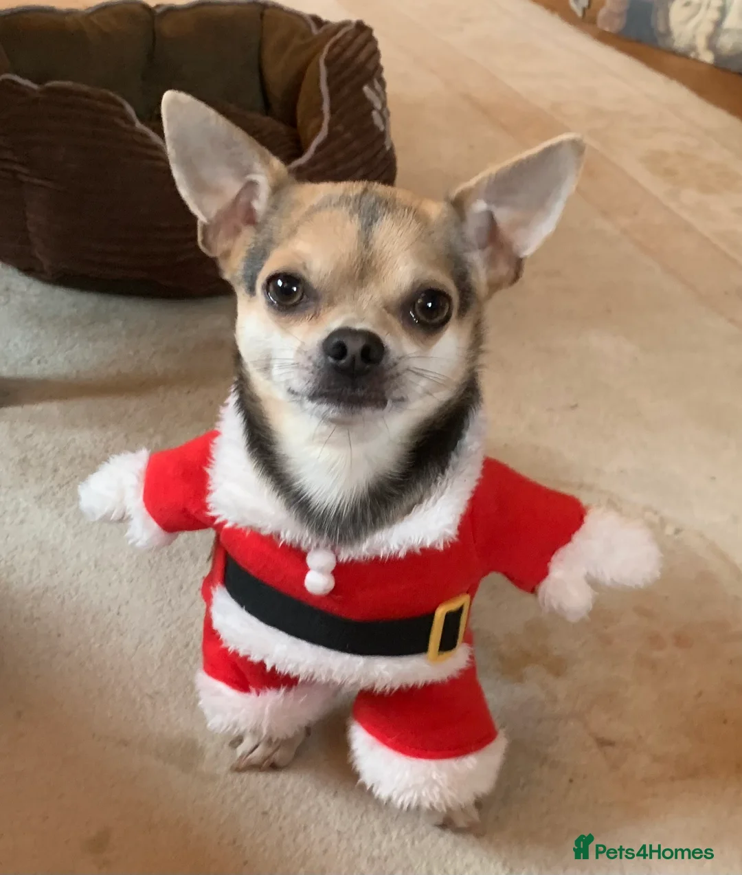 Chihuahua dogs for stud: Kenobi  - Advert 12