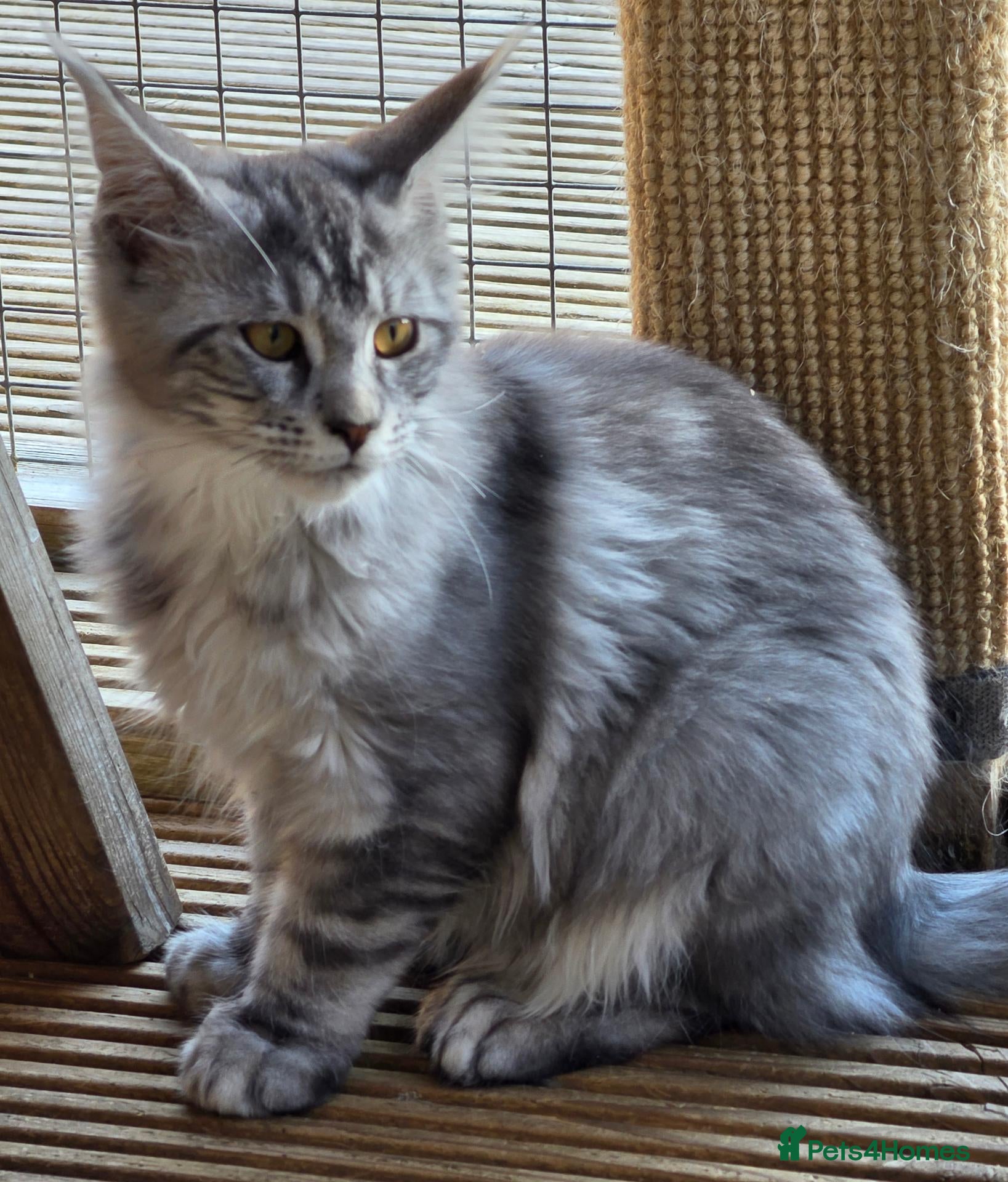 Maine Coon cats BEAUTIFUL MAINE COON KITTENS, POLY AND NON POLY  - Advert 2