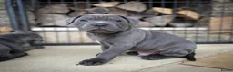 Staffordshire Bull Terrier dogs for sale: KC Staffordshire Bull Terrier Puppies in Ruislip - Advert 6