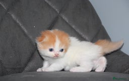 Scottish Fold cats for sale: Six wonderful Scottish Fold/straight kittens - Image 10