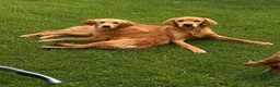 Golden Retriever dogs for sale: 8 month old female puppy  - Advert 1