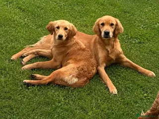 Golden Retriever dogs for sale: 8 month old female puppy - Advert 2