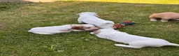 Mixed Breed dogs for sale: Clumber x Puppies  - Advert 26