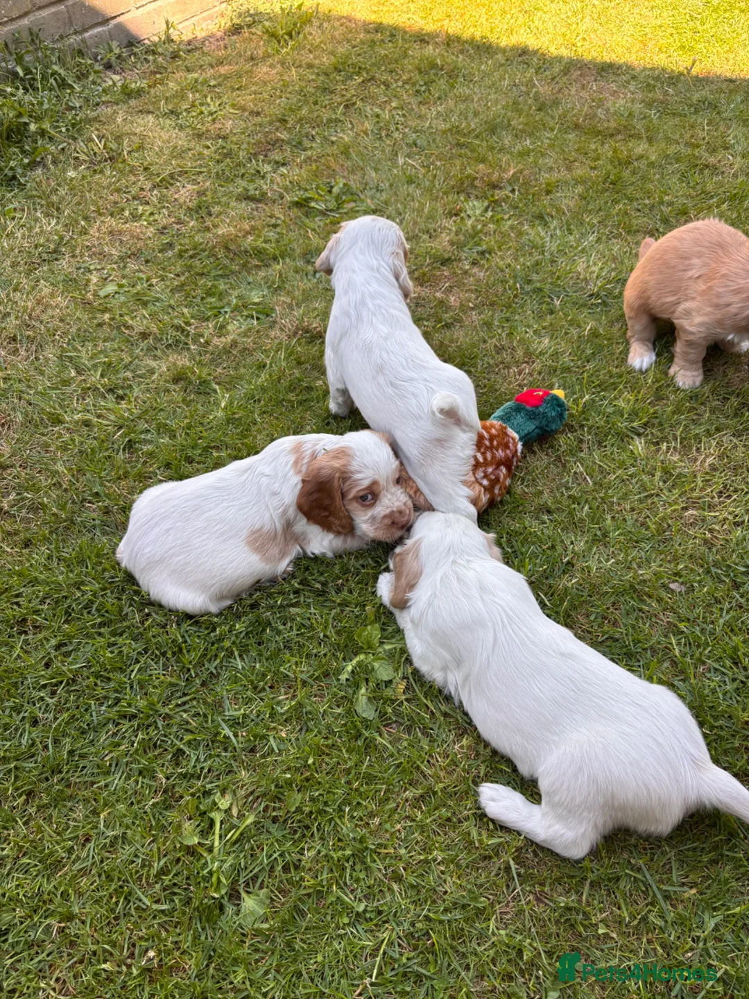 Mixed Breed dogs for sale: Clumber x Puppies  - Advert 26