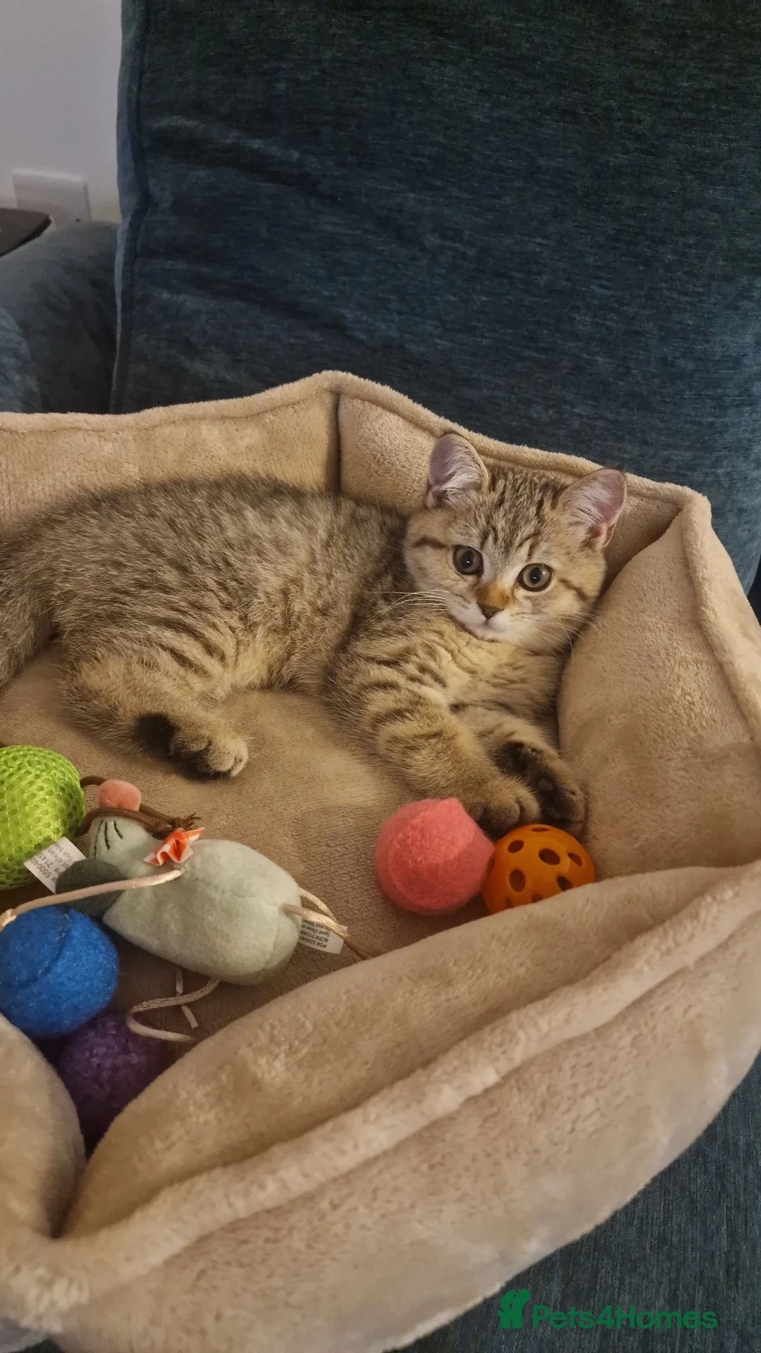 British Shorthair cats for sale: Tabby british shorthair - Advert 2