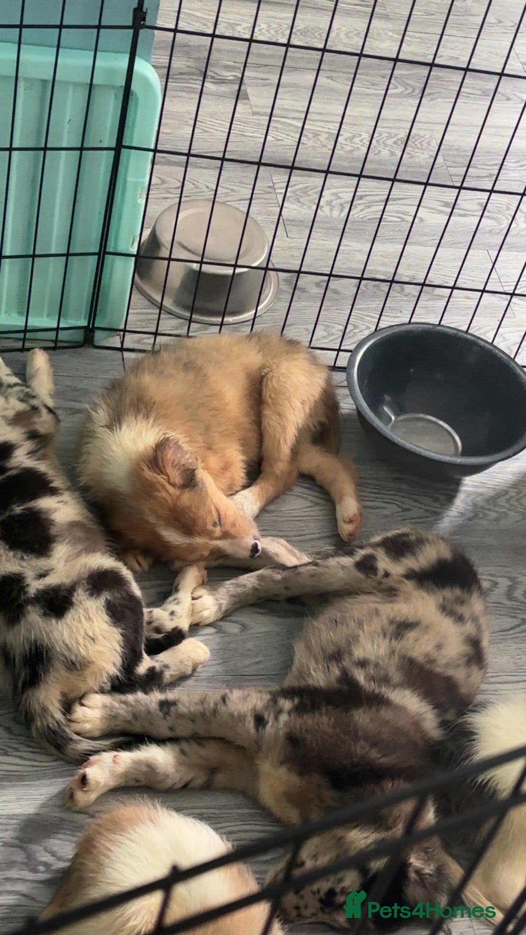 Mixed Breed dogs for sale: Lurcher pups  - Image 6